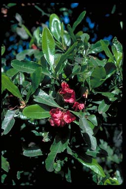 APII jpeg image of Dodonaea viscosa subsp. viscosa  © contact APII