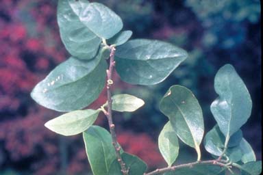 APII jpeg image of Melicytus latifolius  © contact APII