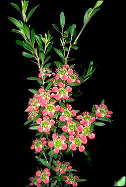 APII jpeg image of Leptospermum 'Aphrodite'  © contact APII