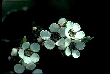 APII jpeg image of Leptospermum jingera  © contact APII