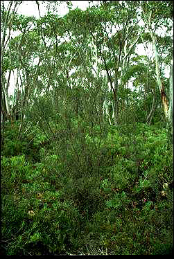 APII jpeg image of Leptospermum jingera  © contact APII