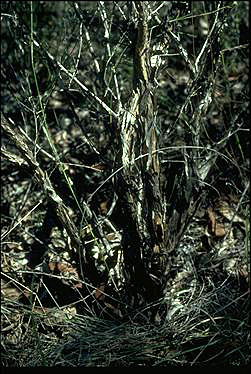 APII jpeg image of Leptospermum microcarpum  © contact APII