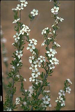 APII jpeg image of Leptospermum  © contact APII