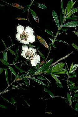 APII jpeg image of Leptospermum turbinatum  © contact APII