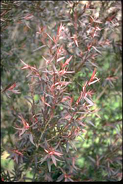 APII jpeg image of Leptospermum polygalifolium 'Tantum'  © contact APII