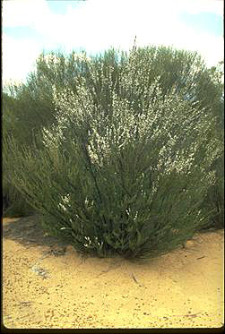 APII jpeg image of Leptospermum fastigiatum  © contact APII