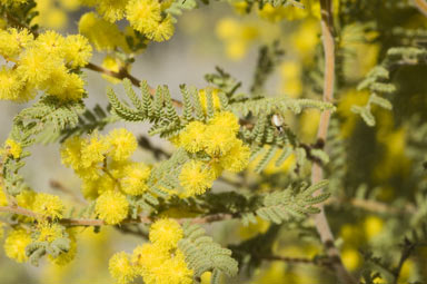 APII jpeg image of Acacia cardiophylla  © contact APII