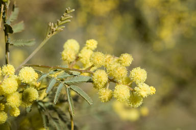 APII jpeg image of Acacia parramattensis  © contact APII