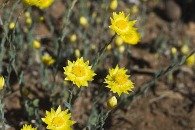 APII jpeg image of Rhodanthe diffusa subsp. diffusa  © contact APII