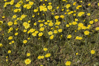 APII jpeg image of Rhodanthe diffusa subsp. diffusa  © contact APII