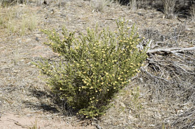 APII jpeg image of Phebalium glandulosum subsp. macrocalyx  © contact APII