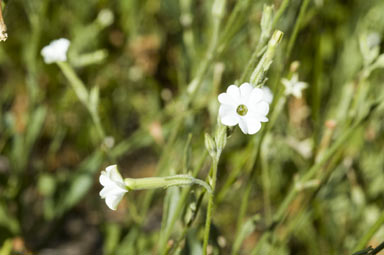 APII jpeg image of Nicotiana suaveolens  © contact APII