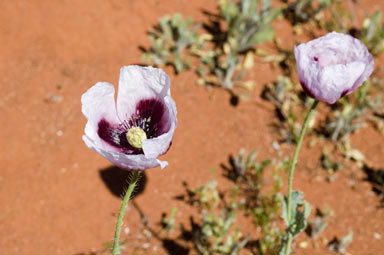 APII jpeg image of Papaver somniferum  © contact APII