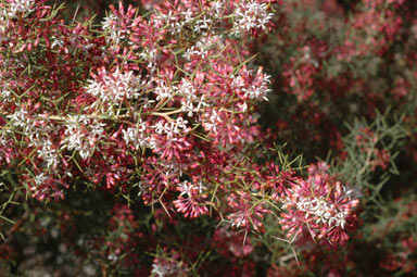 APII jpeg image of Grevillea levis  © contact APII