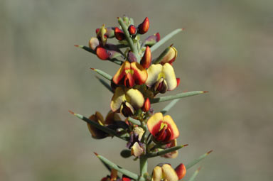 APII jpeg image of Daviesia genistifolia  © contact APII