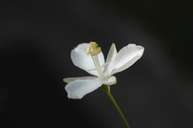 APII jpeg image of Libertia paniculata  © contact APII