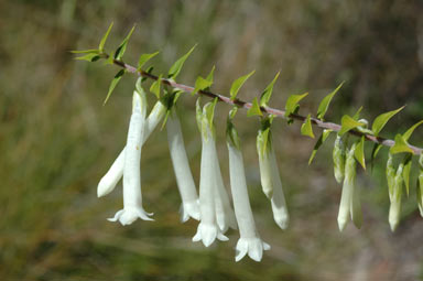 APII jpeg image of Epacris longiflora 'white'  © contact APII