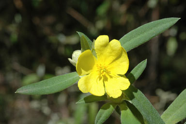 APII jpeg image of Hibbertia saligna  © contact APII