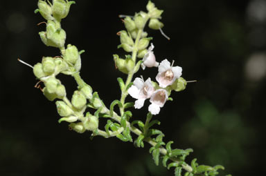 APII jpeg image of Prostanthera howelliae  © contact APII