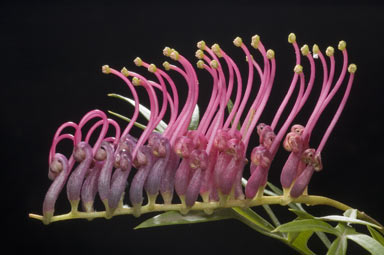 APII jpeg image of Grevillea 'Bronze Rambler'  © contact APII