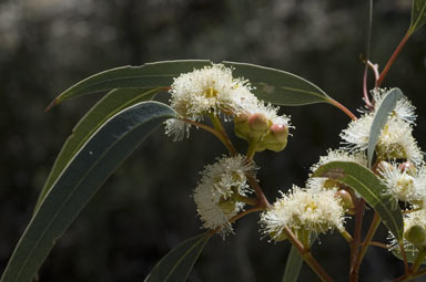 APII jpeg image of Eucalyptus flindersii  © contact APII