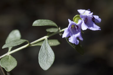 APII jpeg image of Prostanthera ovalifolia  © contact APII