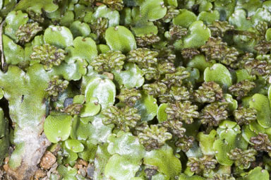 APII jpeg image of Marchantia foliacea  © contact APII