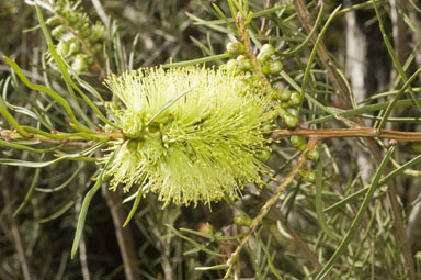 APII jpeg image of Callistemon pinifolius  © contact APII