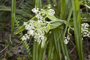 APII jpeg image of Neoastelia spectabilis  © contact APII