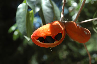 APII jpeg image of Sterculia quadrifida  © contact APII