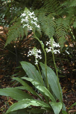 APII jpeg image of Calanthe triplicata  © contact APII