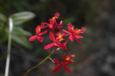 APII jpeg image of Epidendrum obrienianum (x ?)  © contact APII