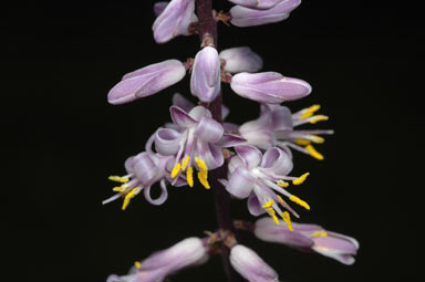 APII jpeg image of Cordyline stricta  © contact APII