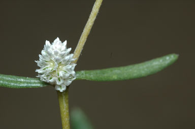 APII jpeg image of Gomphrena sordida  © contact APII