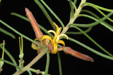 APII jpeg image of Persoonia fastigiata  © contact APII