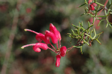 APII jpeg image of Grevillea dissecta  © contact APII