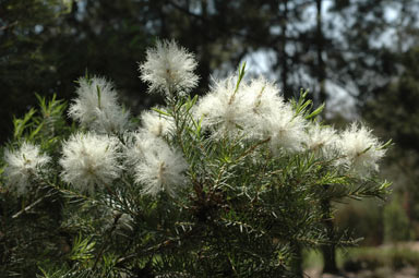 APII jpeg image of Melaleuca linariifolia 'Seafoam'  © contact APII