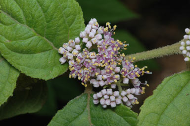 APII jpeg image of Callicarpa pedunculata  © contact APII