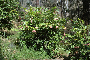 APII jpeg image of Syzygium wilsonii 'Cascade'  © contact APII