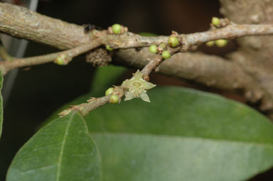 APII jpeg image of Cleistanthus cunninghamii  © contact APII