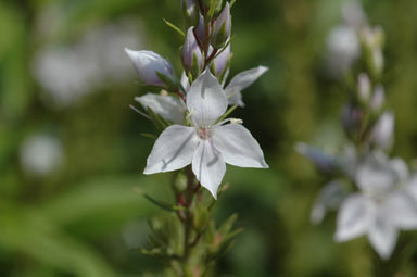 APII jpeg image of Veronica derwentiana subsp. derwentiana  © contact APII