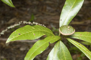 APII jpeg image of Eupomatia bennettii  © contact APII