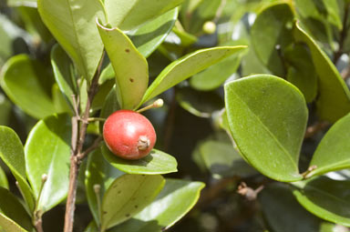 APII jpeg image of Eugenia reinwardtiana  © contact APII