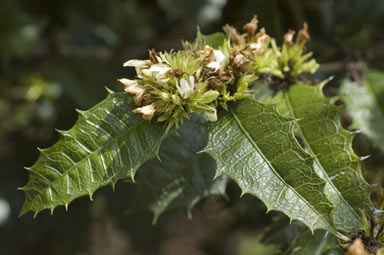 APII jpeg image of Graptophyllum reticulatum  © contact APII