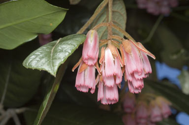 APII jpeg image of Aceratium ferrugineum  © contact APII