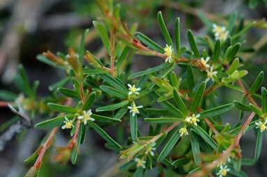 APII jpeg image of Pseudanthus orientalis  © contact APII