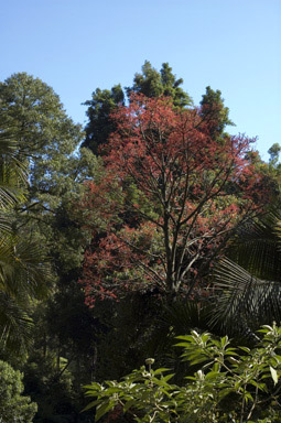 APII jpeg image of Brachychiton acerifolius  © contact APII