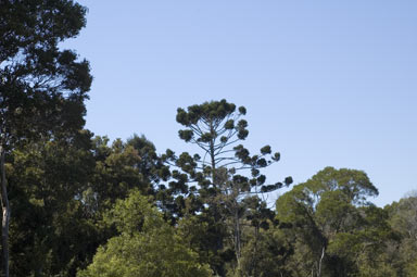 APII jpeg image of Araucaria cunninghamii  © contact APII