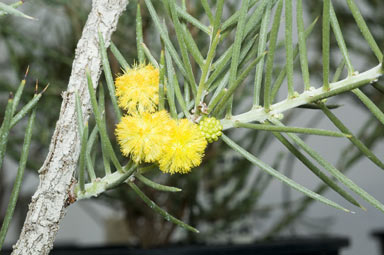 APII jpeg image of Acacia carneorum  © contact APII