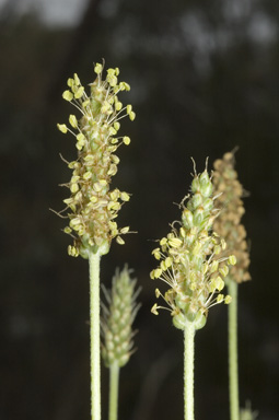 APII jpeg image of Plantago daltonii  © contact APII